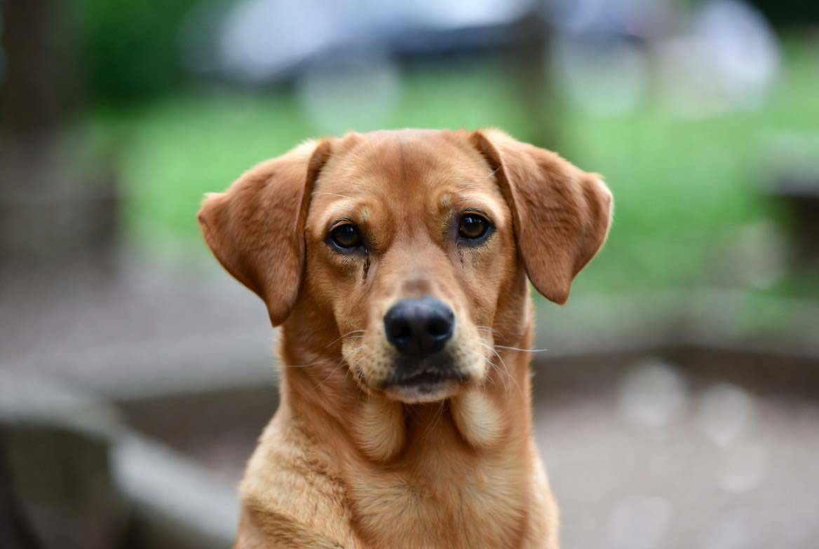 Bob - cão de grande porte para adoção em São José do Rio Preto