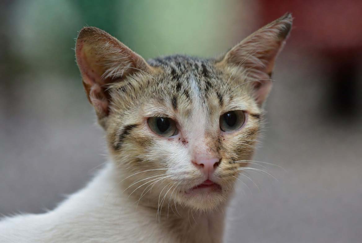 Luna - gata para adoção em São José do Rio Preto