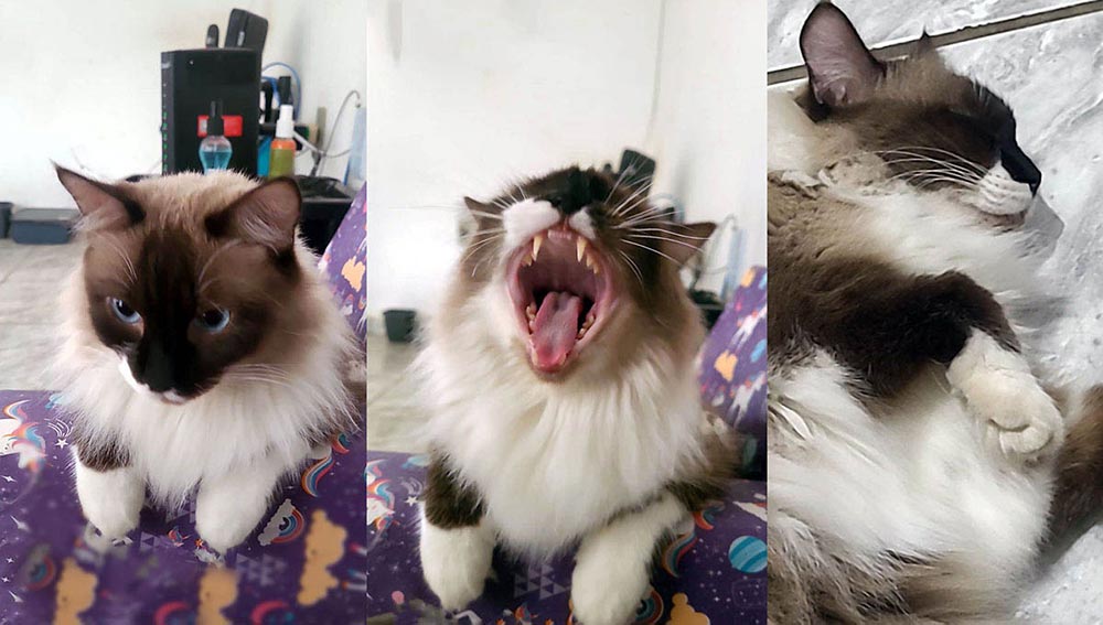 Pitoco, gato mestiço mascote do Axapetz, a história real que originou a plataforma